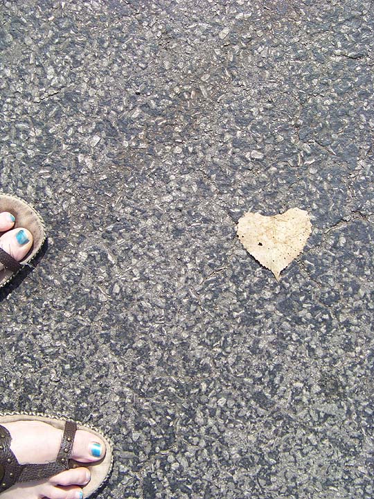 A random leaf found on the street that was shaped like a heart.